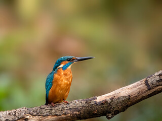 Obraz premium Kingfisher (Alcedo atthis) perched on branch showing front and breast of bird