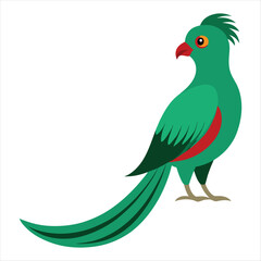 Quetzal bird illustration 