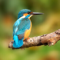 Kingfisher (Alcedo atthis) perched on branch showing back and head of bird