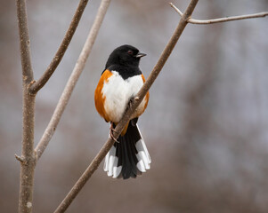 towhee on branch