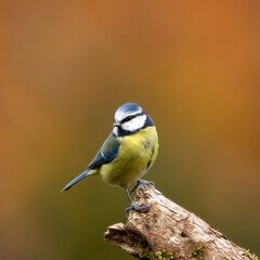 Fototapeta premium Adult Blue tit (Cyanistes caeruleus) perched on fallen log against diffused autumnal background