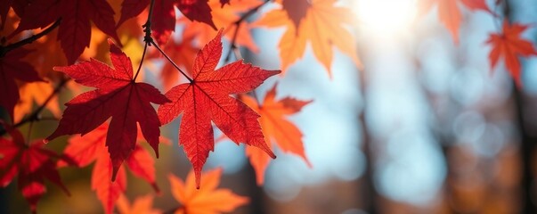 Delicate golden light on red maple leaves in clear blue autumn air, sunshine, autumn