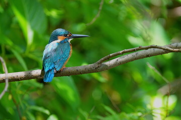 Beautiful kingfisher on the branch