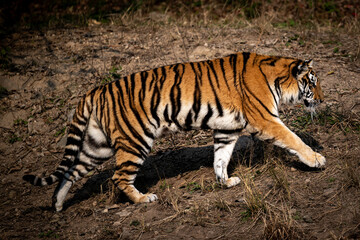Close up of siberian tiger