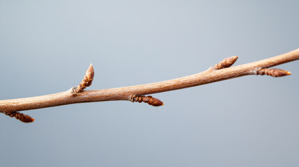 Close-up of a twig with small buds growing, symbolizing new life and the arrival of spring, set against a soft light blue background