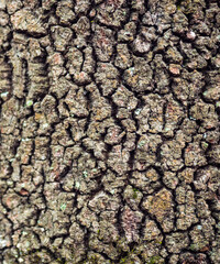Bark of a trunk of a big oak in the wood