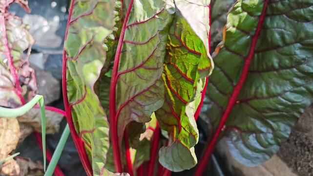 Swiss chard on background