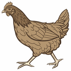 brown chicken hen