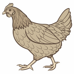 brown chicken hen
