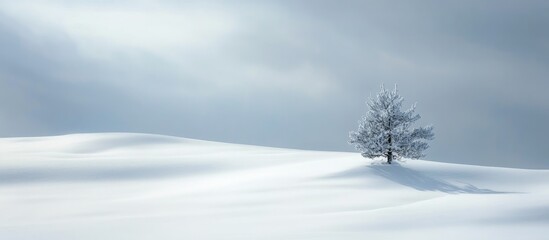 Solitary tree in a serene winter landscape surrounded by soft, undisturbed snow under a moody overcast sky