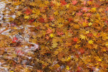 川に沈むもみじ