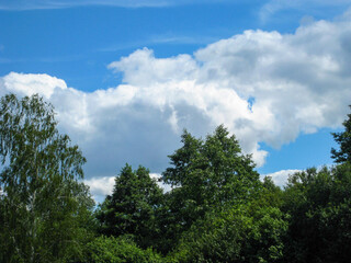 Tall trees. Blue skies. White clouds