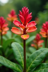 Fototapeta premium Euphorbia Geroldi succulent flowering in a botanical garden, plant flowers, flower bloom