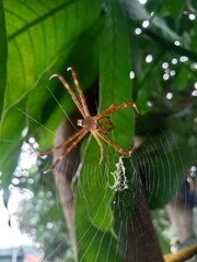 spider on web