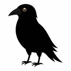 black crow isolated