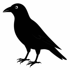 black crow isolated