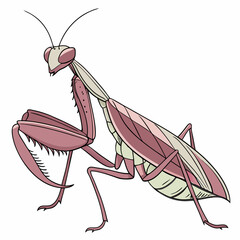 A striking vector illustration of an orchid mantis in hunting mode, showcasing its unique features and dynamic posture.