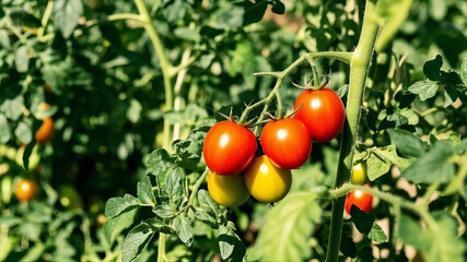 A group of tomatoes on a vine