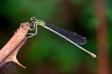 Blaue Federlibelle - Weibchen // White-legged damselfly - female (Platycnemis pennipes)