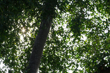 Looking up below the tree.
