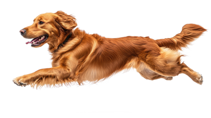 A golden retriever in motion, depicting happiness and freedom.