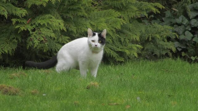 Cute Turkish Van Black And White Cat In Garden Then Jumps Away Daytime UK England Hertfordshire Borehamwood