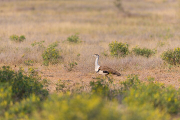 Great Indian Bustard 