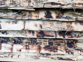 Close-Up View of Textured Bark and Wood Grain