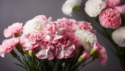 Fototapeta premium pink and white blooming gillyflower carnation flowers