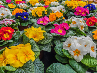 Brightly Colored Primrose Flowers in Blooming Display