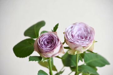 Fototapeta premium 紫の薔薇