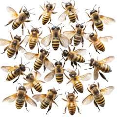 Group of bee isolated on transparent background