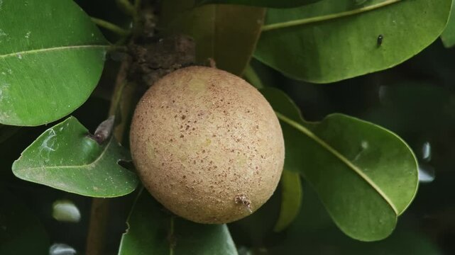 Fresh sapodilla fruit in the garden