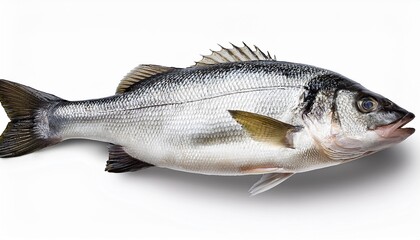 Fototapeta premium seabass fish isolated without shadow