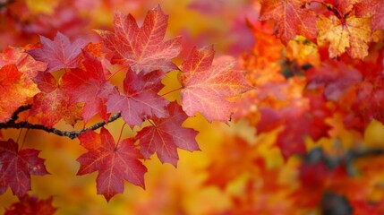 Autumn Leaves: A Burst of Fall Colors