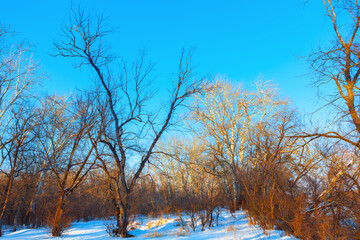 Leafless trees stand tall on a snow covered ground, with a clear blue sky overhead. Bare branches cast intricate shadows on pristine white snow Winter scene captures  serene and stark beauty of season