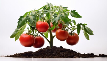 a full grown tomato plant with crimson tomatoes in soil remoted on white heritage