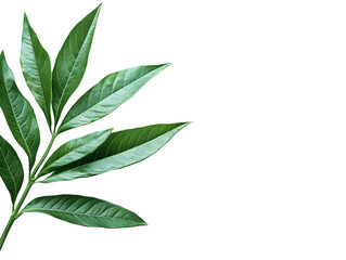 Fototapeta premium Green Plant Branch with Ovate Leaves Isolated On A White Background, PNG Transparent