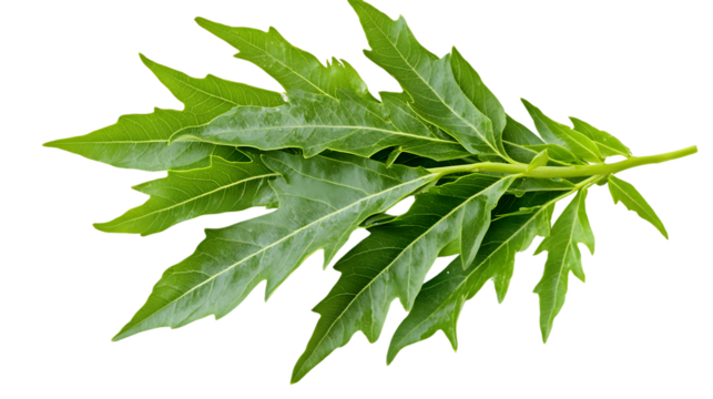 Close-up Photograph of a Green Plant Sprig with Multiple Serrated Leaves Isolated On A White Background, PNG Transparent