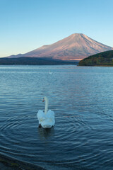 
Morning beauty of Mt. Fuji and Lake Yamanaka, the largest of the five lakes surrounding Mt. Fuji, during autumn foliage season, Yamanashi Prefecture, Japan