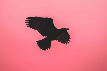 Fototapeta premium A single bird silhouette flying against a muted pastel sky.