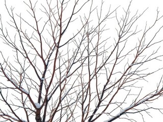Stark, winter branches against a bright, minimalist backdrop, artwork, frost,winter