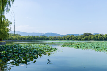 A view of the lotus pond on the west embankment of the Summer Palace in Beijing, China