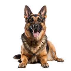 brown german shepherd dog isolated on white