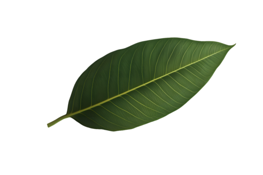 Single Ovate Leaf with Parallel Venation Isolated On A White Background, PNG Transparent