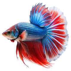 Fototapeta premium Betta fish isolated on transparent background