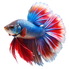 Fototapeta premium Betta fish isolated on transparent background