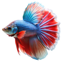 Fototapeta premium Betta fish isolated on transparent background