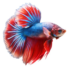 Fototapeta premium Betta fish isolated on transparent background