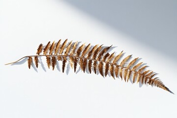 Obraz premium A backlit dried fern frond displays its intricate structure on a white background, casting soft shadows and evoking a sense of minimalistic elegance.